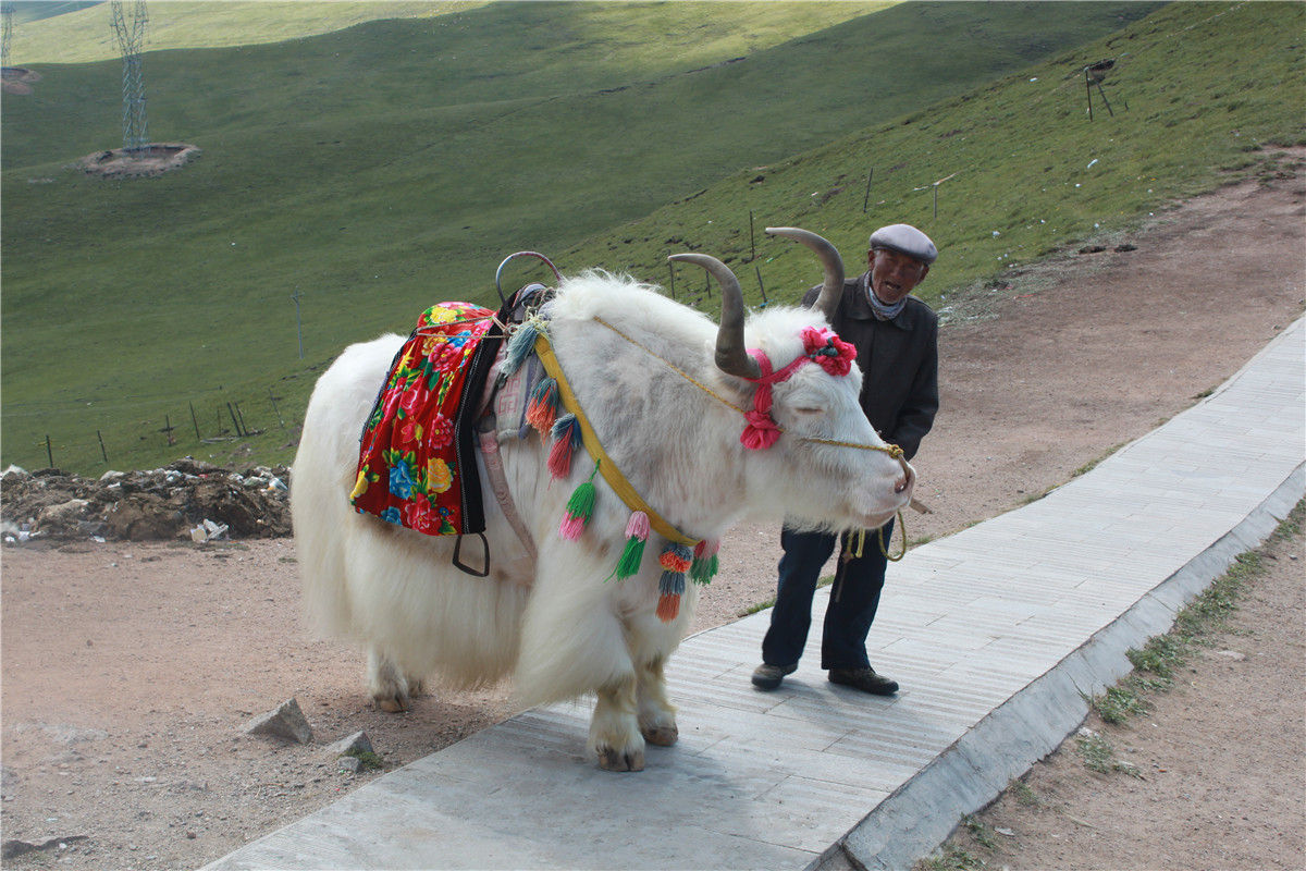 藏民和白牦牛