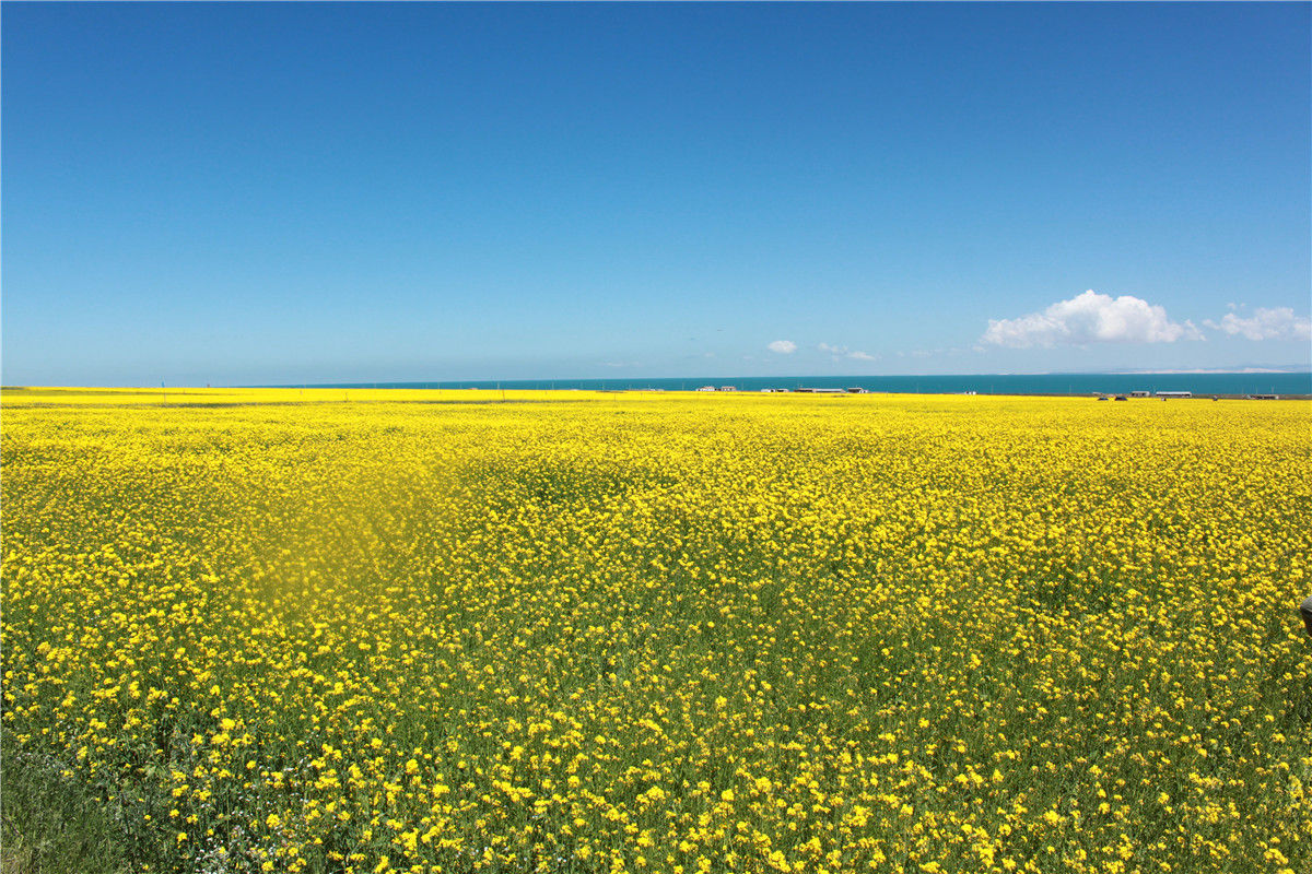 青海湖边油菜花田