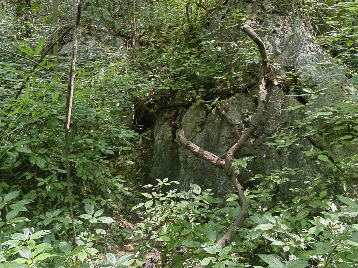 荔峰1
