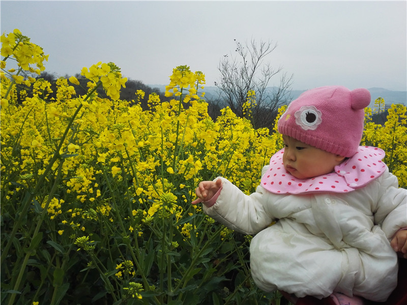 桃子看油菜花