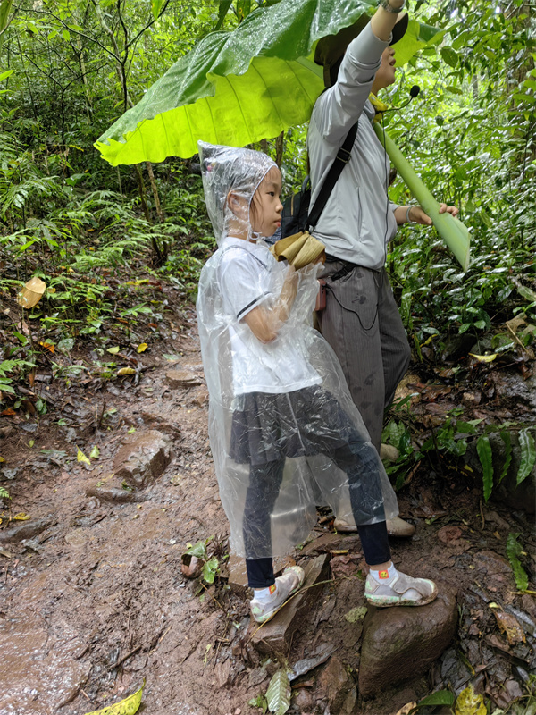 雨林徒步