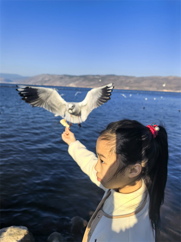 桃子喂海鸥