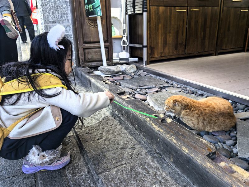 桃子逗猫