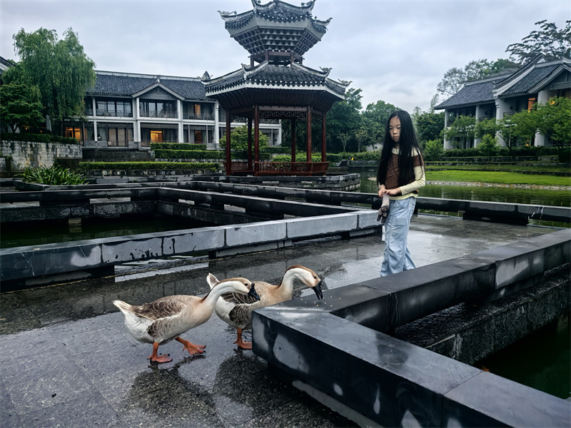 桃子喂鸭子
